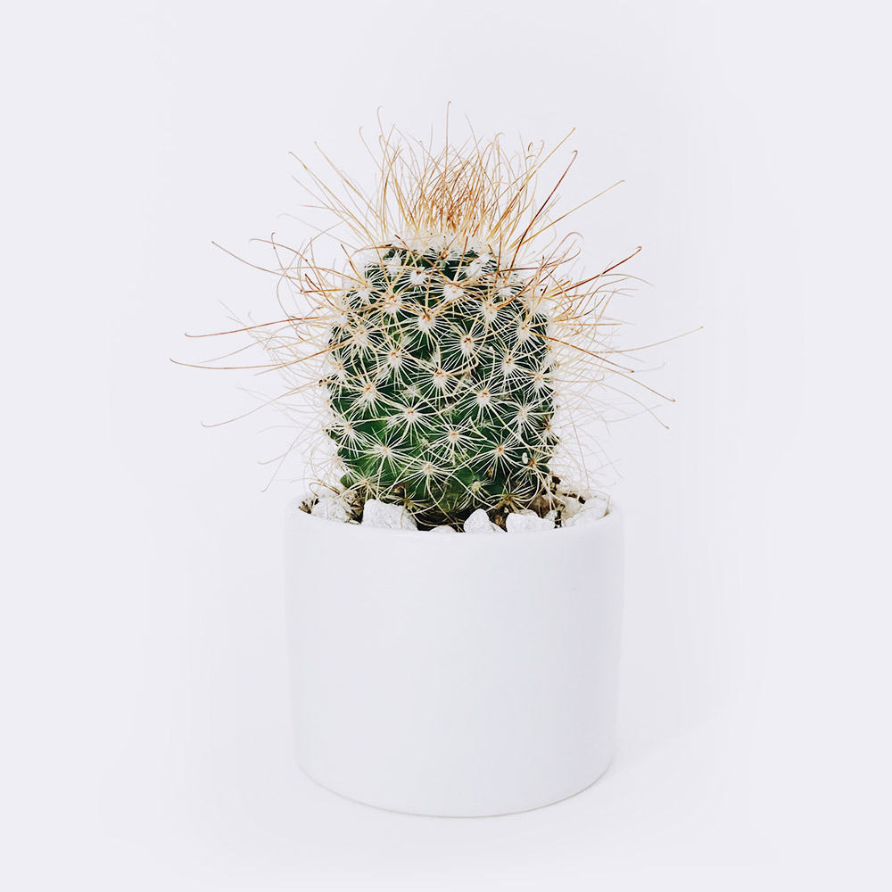 Store cactus3 free img